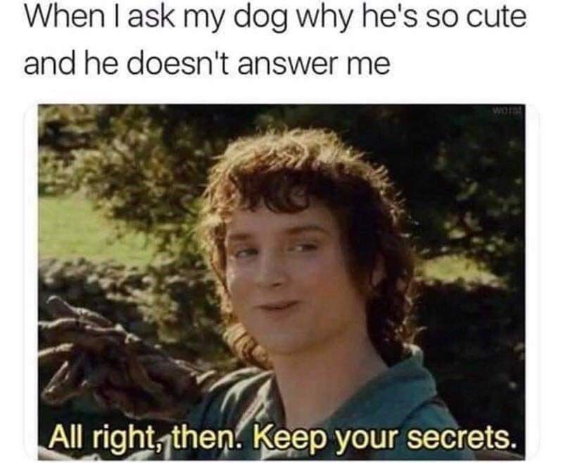 keep your secrets meme dog - When I ask my dog why he's so cute and he doesn't answer me All right, then. Keep your secrets.