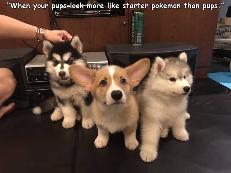 cool pics - good boys band dogs - "When your pupslookmore starter pokemon than pups." 13