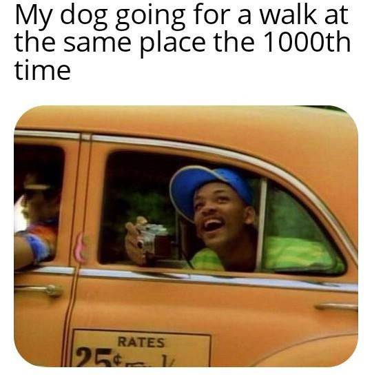 fresh prince meme - My dog going for a walk at the same place the 1000th time Rates 1254.