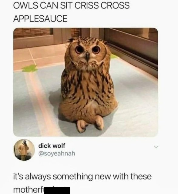 funny memes and pics - owls can sit criss cross applesauce - Owls Can Sit Criss Cross Applesauce dick wolf it's always something new with these motherf