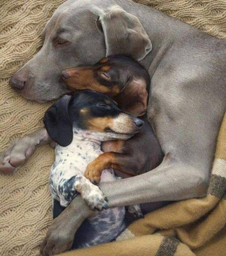 funny memes and pics - cute dogs sleeping