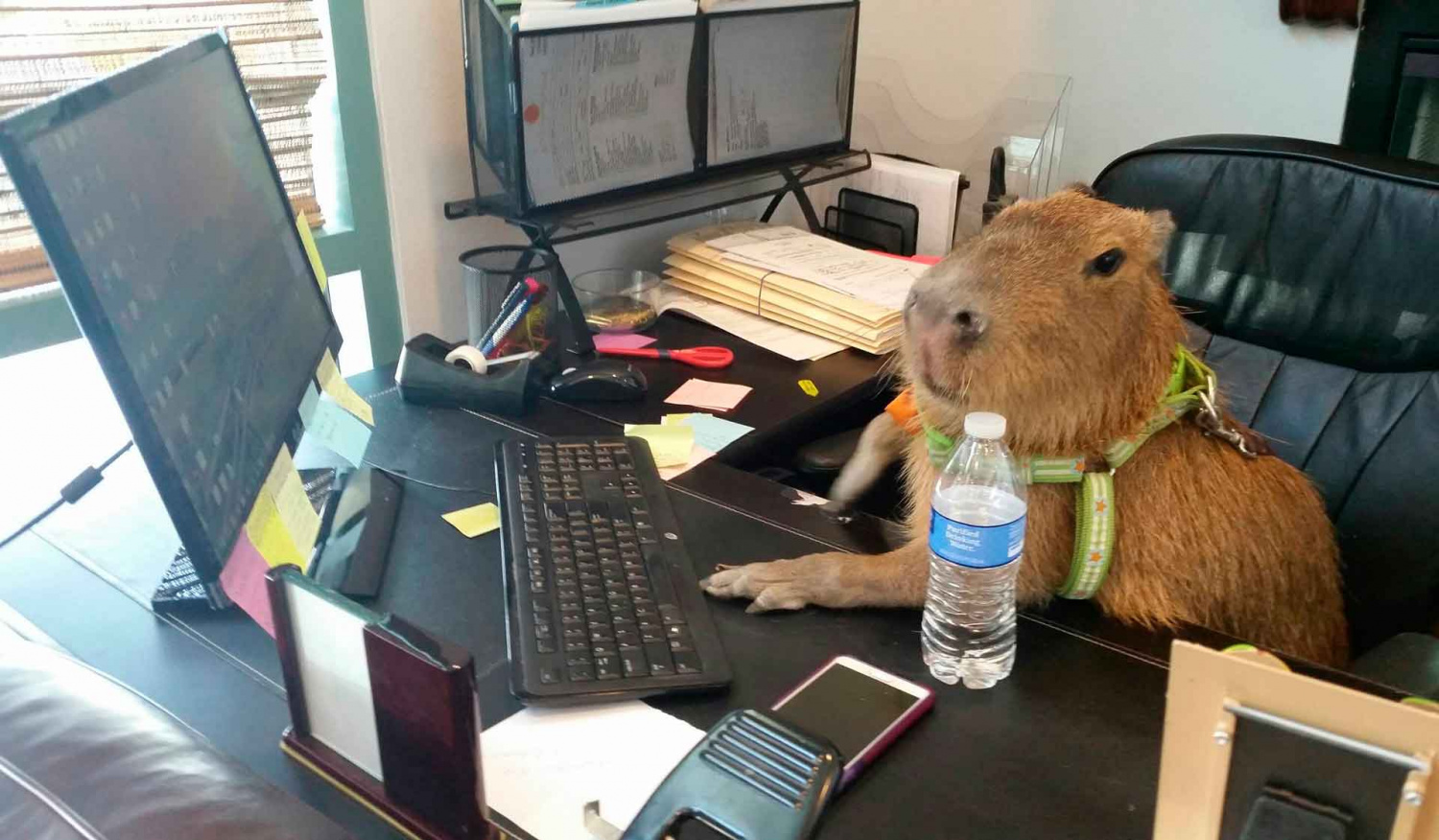 funny random pics - capybara work
