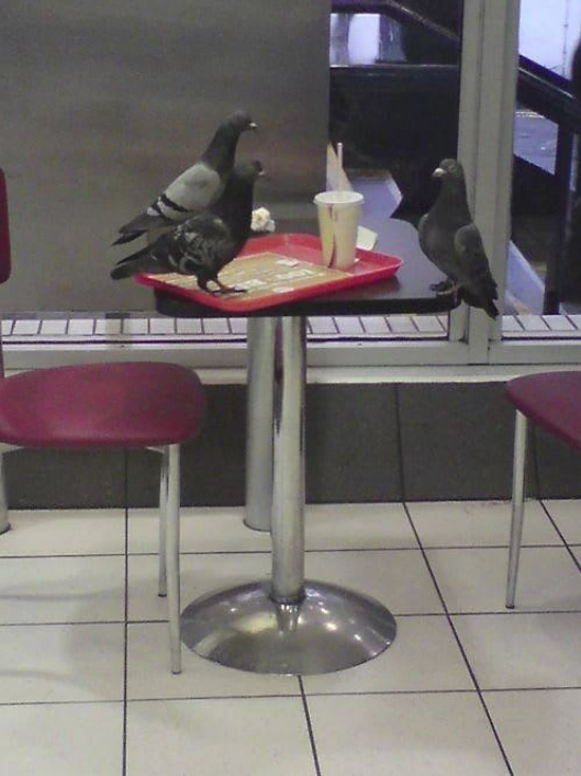 pigeon job interview