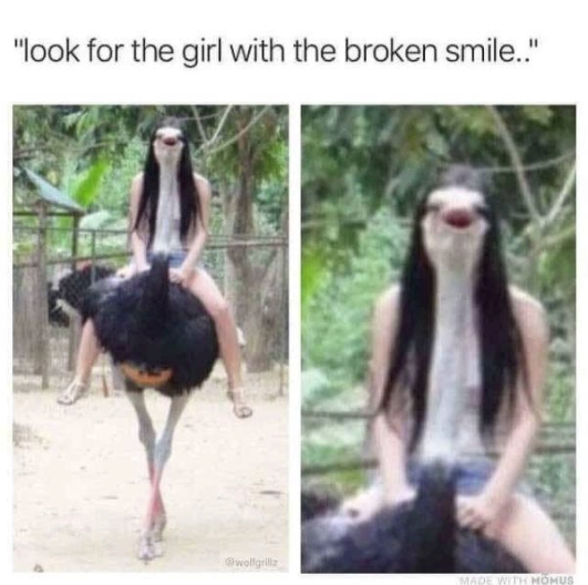 look for the girl with the broken smile ostrich - "look for the girl with the broken smile.." Domus