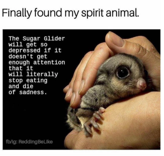 sugar glider spirit animal - Finally found my spirit animal. The Sugar Glider will get so depressed if it doesn't get enough attention that it will literally stop eating and die of sadness. fbig ReddingBe