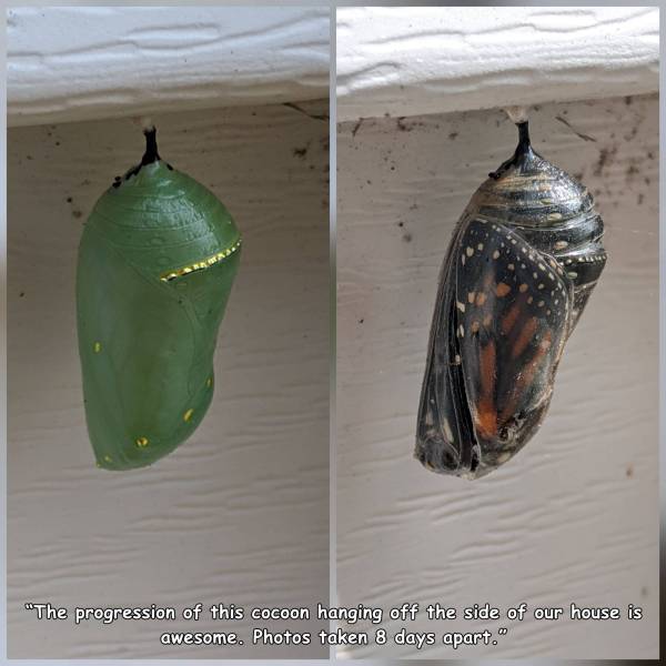 cool random pics - butterfly - "The progression of this cocoon hanging off the side of our house is awesome. Photos taken 8 days apart.