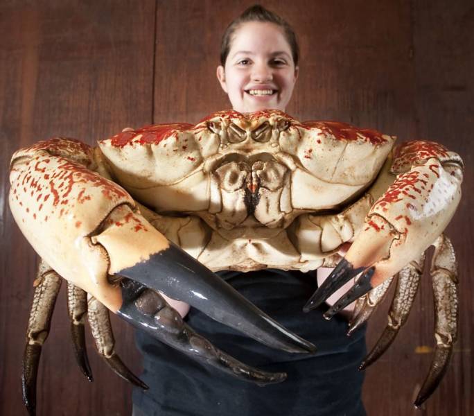 cool random pics - king giant crab