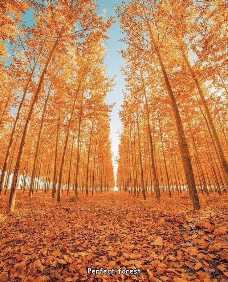 cool random pics - satisfying pictures of nature - Perfect forest