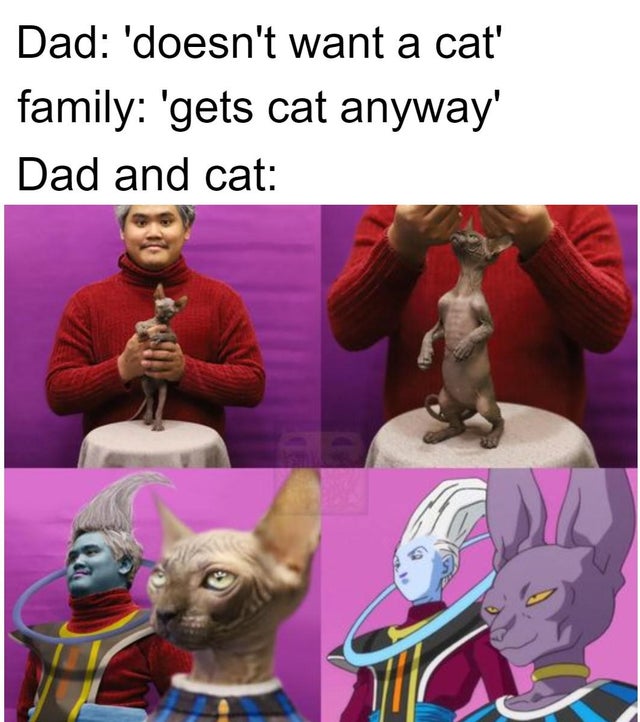 low cost cosplay beerus - Dad 'doesn't want a cat' family 'gets cat anyway' Dad and cat 3