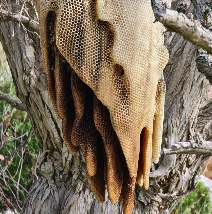 This Beehive looks like it's melting