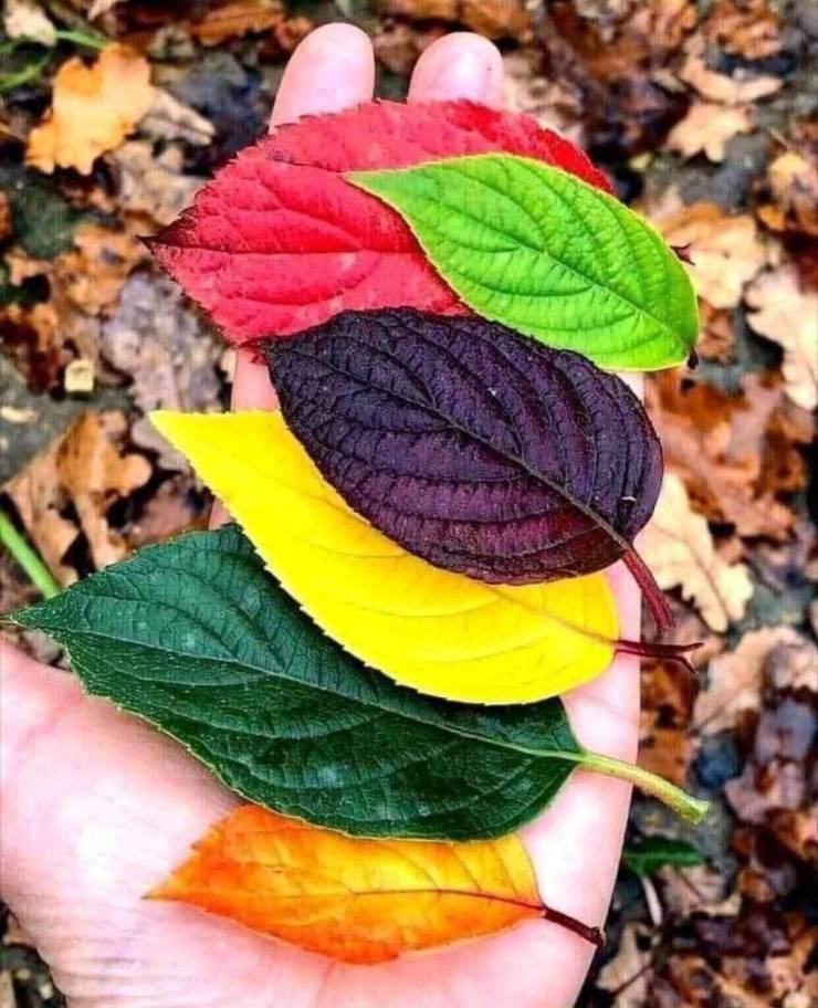 leaves in different fall colors