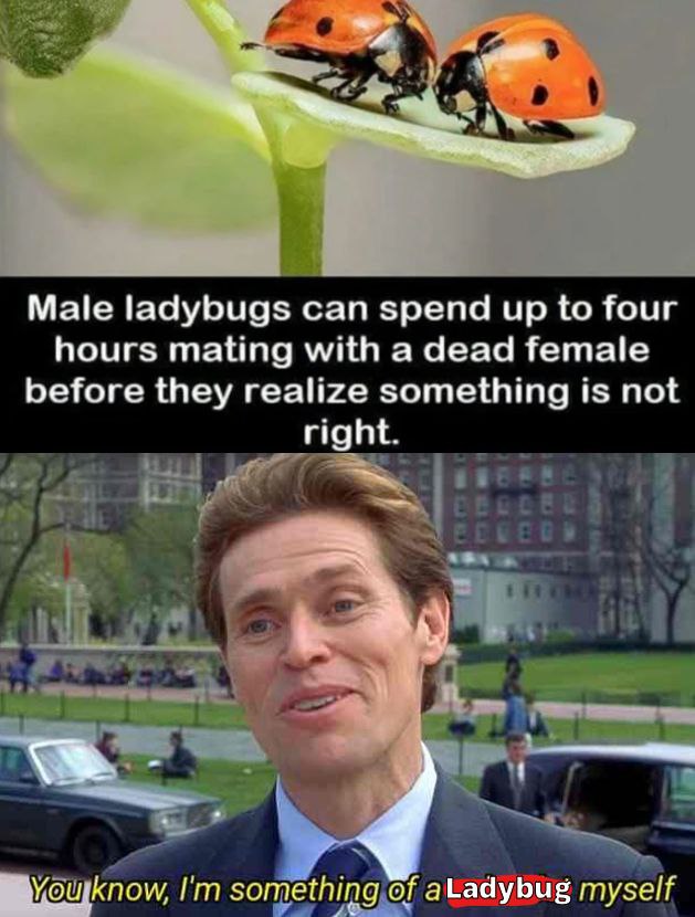 dark-memes-im fast im very fast meme - Male ladybugs can spend up to four hours mating with a dead female before they realize something is not right. Ed You know, I'm something of a Ladybug myself