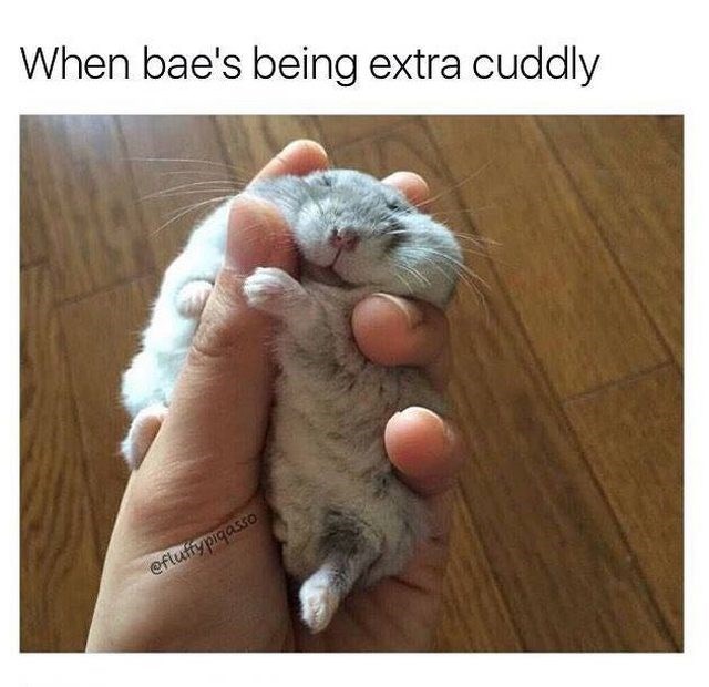 relationship-memes-bae being extra cuddly