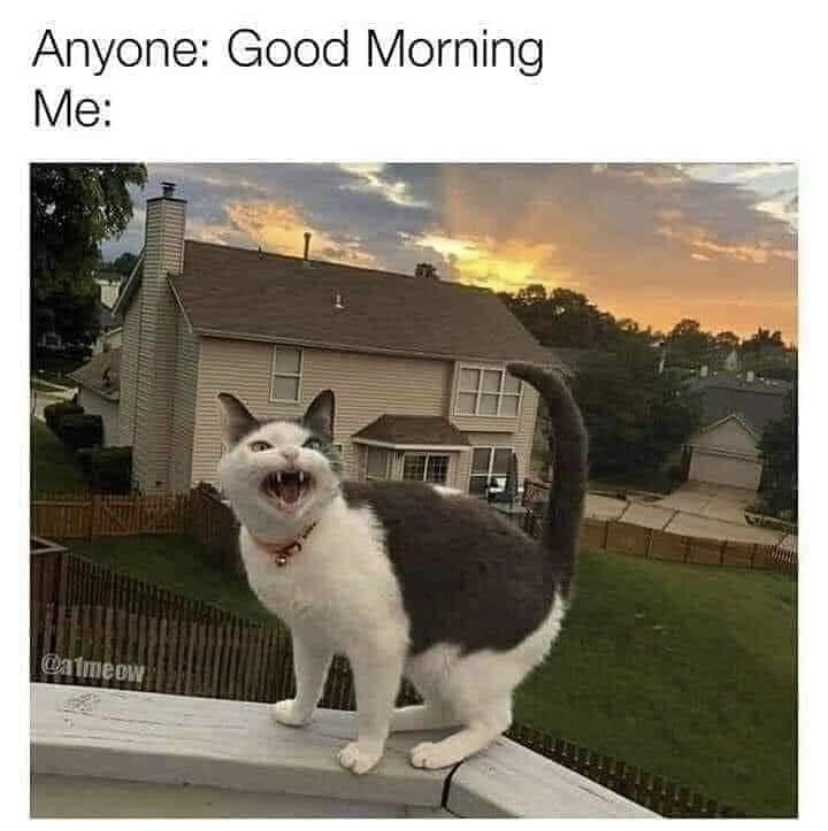funny memes - Meow - Anyone Good Morning Me Balmeow