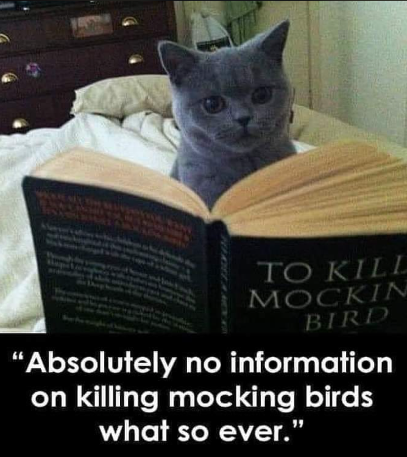 absolutely no information on killing mockingbirds - To Kill Mockin Bird Absolutely no information on killing mocking birds what so ever."
