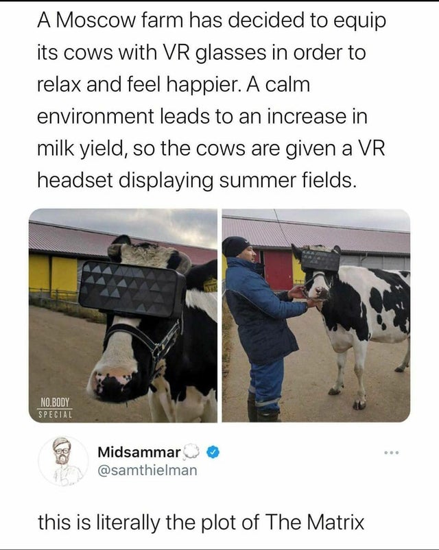 dark-memes-cattle - A Moscow farm has decided to equip its cows with Vr glasses in order to relax and feel happier. A calm environment leads to an increase in milk yield, so the cows are given a Vr headset displaying summer fields. No.Body Special Midsamm