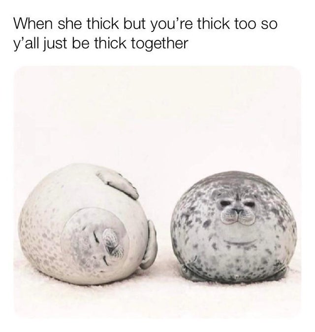 relationship-memes-seal plush png - When she thick but you're thick too so y'all just be thick together