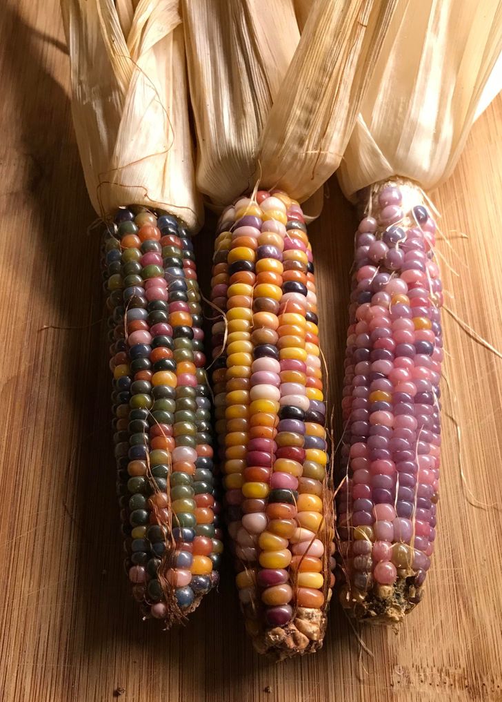fascinating photos - jellybean corn