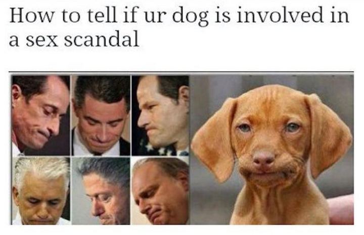 sex scandal face - How to tell if ur dog is involved in a sex scandal