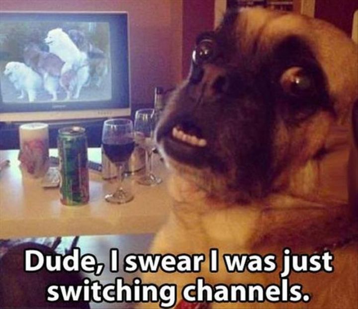very funny - Dude, I swear I was just switching channels.