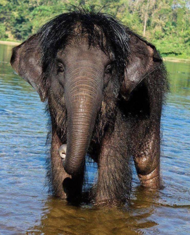 random pics and cool photos - do elephants have hair