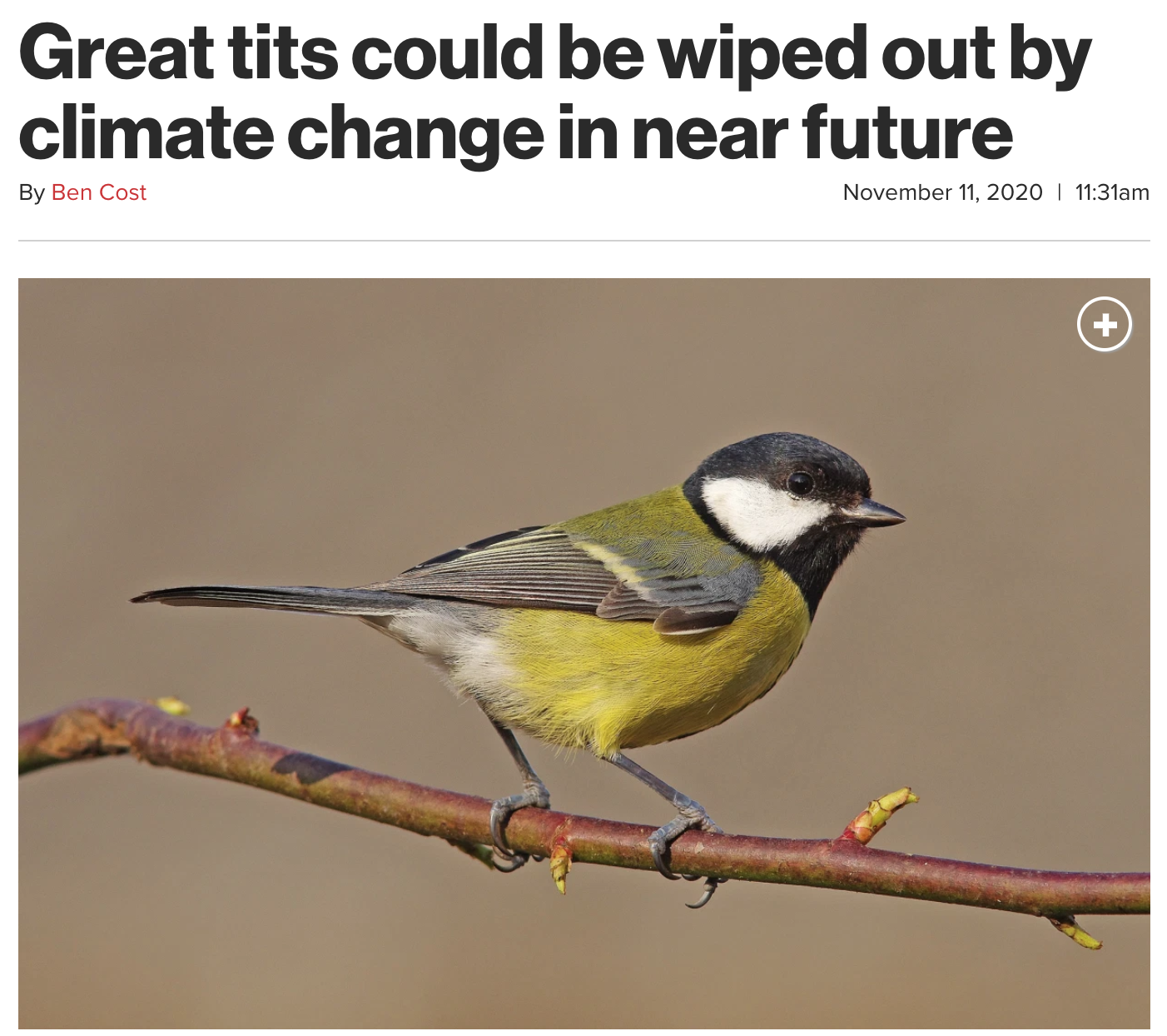 fauna - Great tits could be wiped out by climate change in near future By Ben Cost am