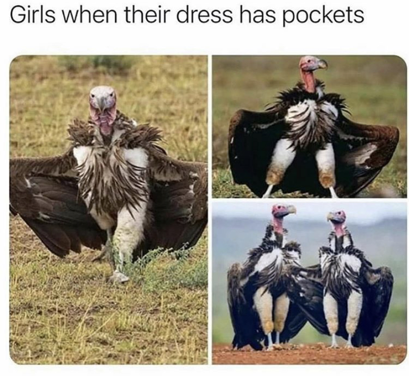 funny memes - evening funny memes - Girls when their dress has pockets