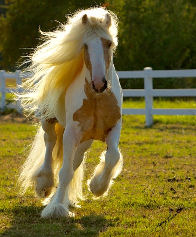 funny random pics - beautiful horses