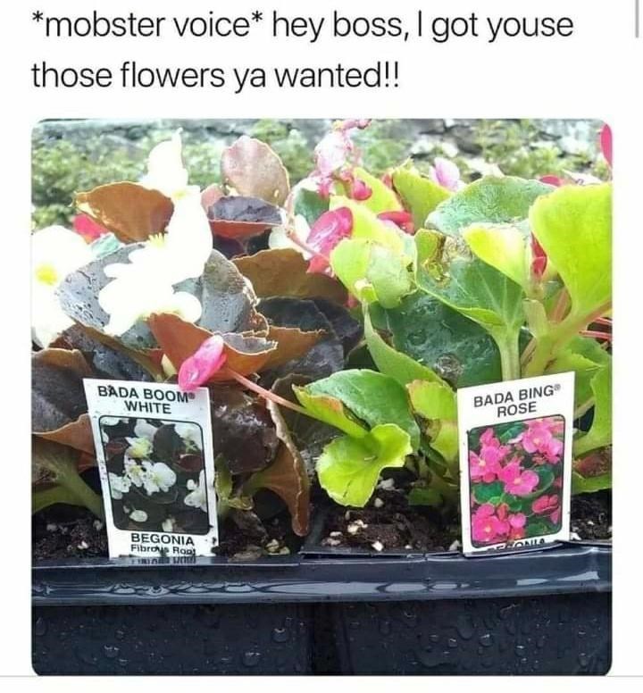 funny plant memes - mobster voice hey boss, I got youse those flowers ya wanted!! Bada Boom White Bada Bing Rose Begonia Fibrohis Rop Bana Ta