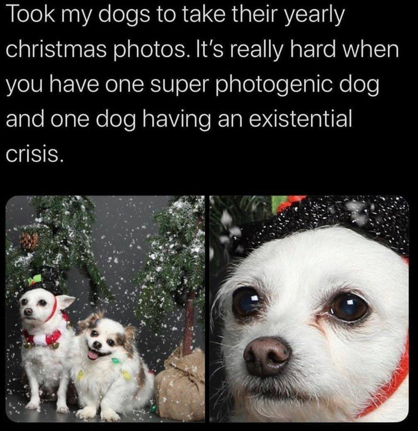 dog meme christmas - Took my dogs to take their yearly christmas photos. It's really hard when you have one super photogenic dog and one dog having an existential crisis.