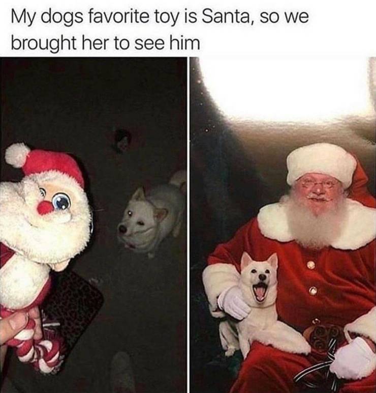 funny memes - christmas meme - My dogs favorite toy is Santa, so we brought her to see him