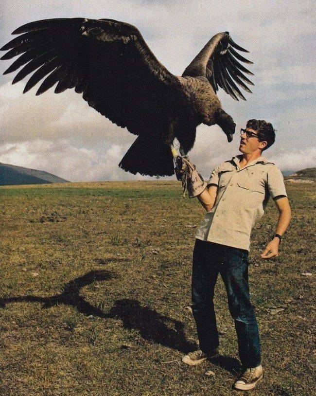 awesome pics and badass photos - size andean condor - im