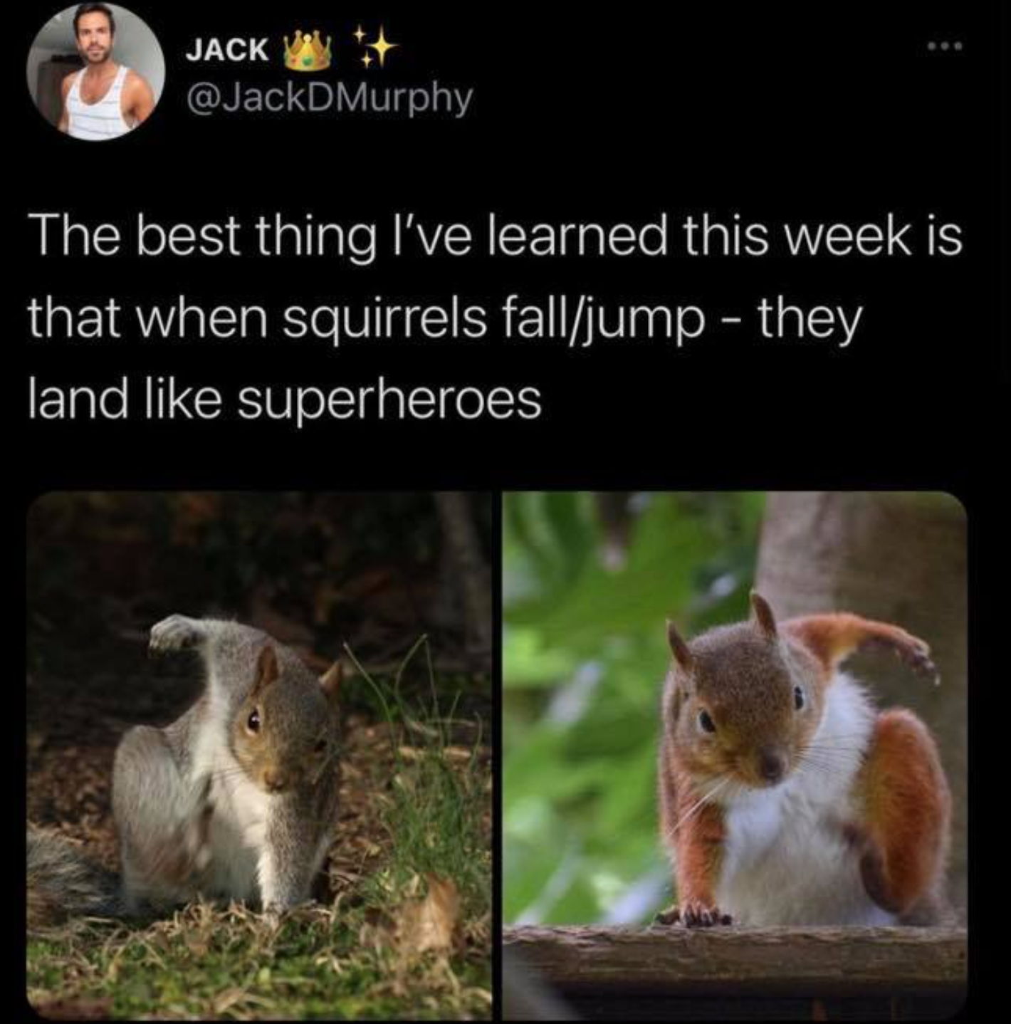Jack The best thing I've learned this week is that when squirrels falljump they land superheroes