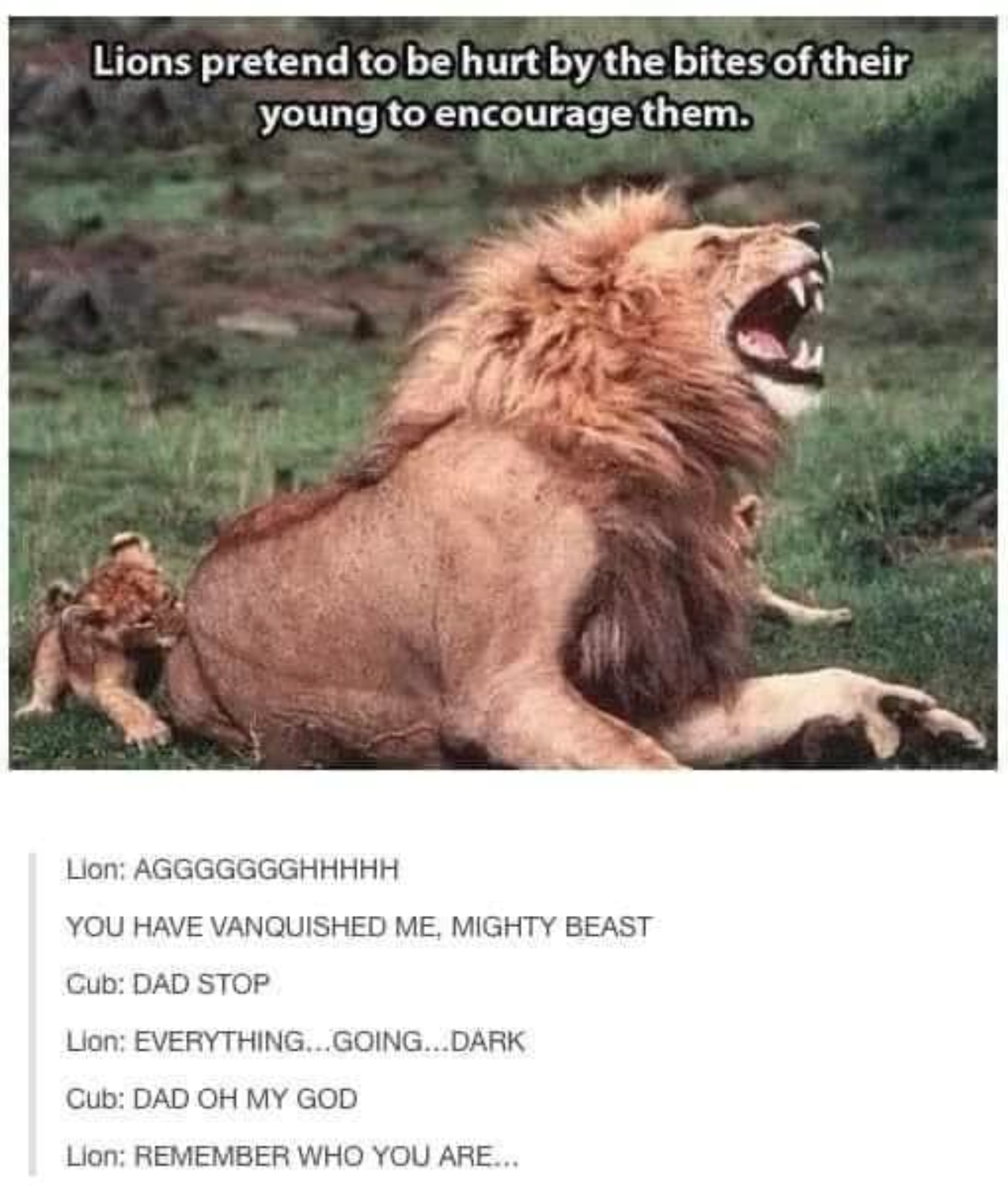 funny lions - Lions pretend to be hurt by the bites of their young to encourage them. Lion Aggggggghhhhh You Have Vanquished Me. Mighty Beast Cub Dad Stop Lion Everything...Going...Dark Cub Dad Oh My God Llons Remember Who You Are...