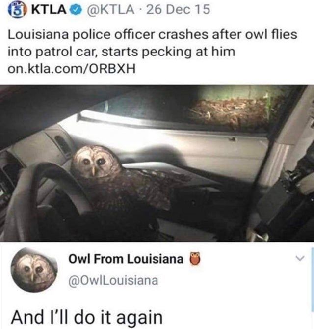 owl flies into police car - Ktla 26 Dec 15 Louisiana police officer crashes after owl flies into patrol car, starts pecking at him on.ktla.comOrbxh Owl From Louisiana And I'll do it again