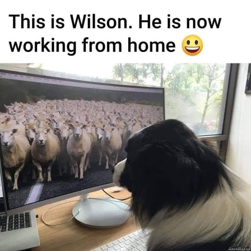 wilson working from home - This is Wilson. He is now working from home Memezi.com