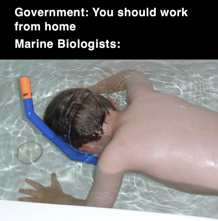 government work from home marine biologists - Government You should work from home Marine Biologists