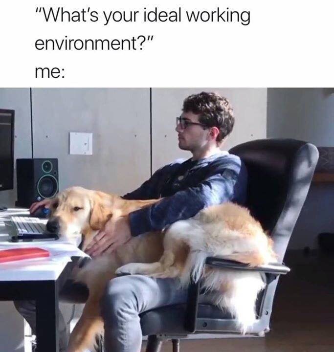 work-memes-dog work memes -