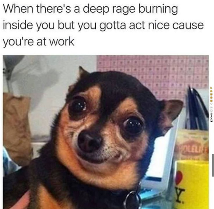 work memes - memes dog - When there's a deep rage burning inside you but you gotta act nice cause you're at work 5002EESBOS Solili Y.