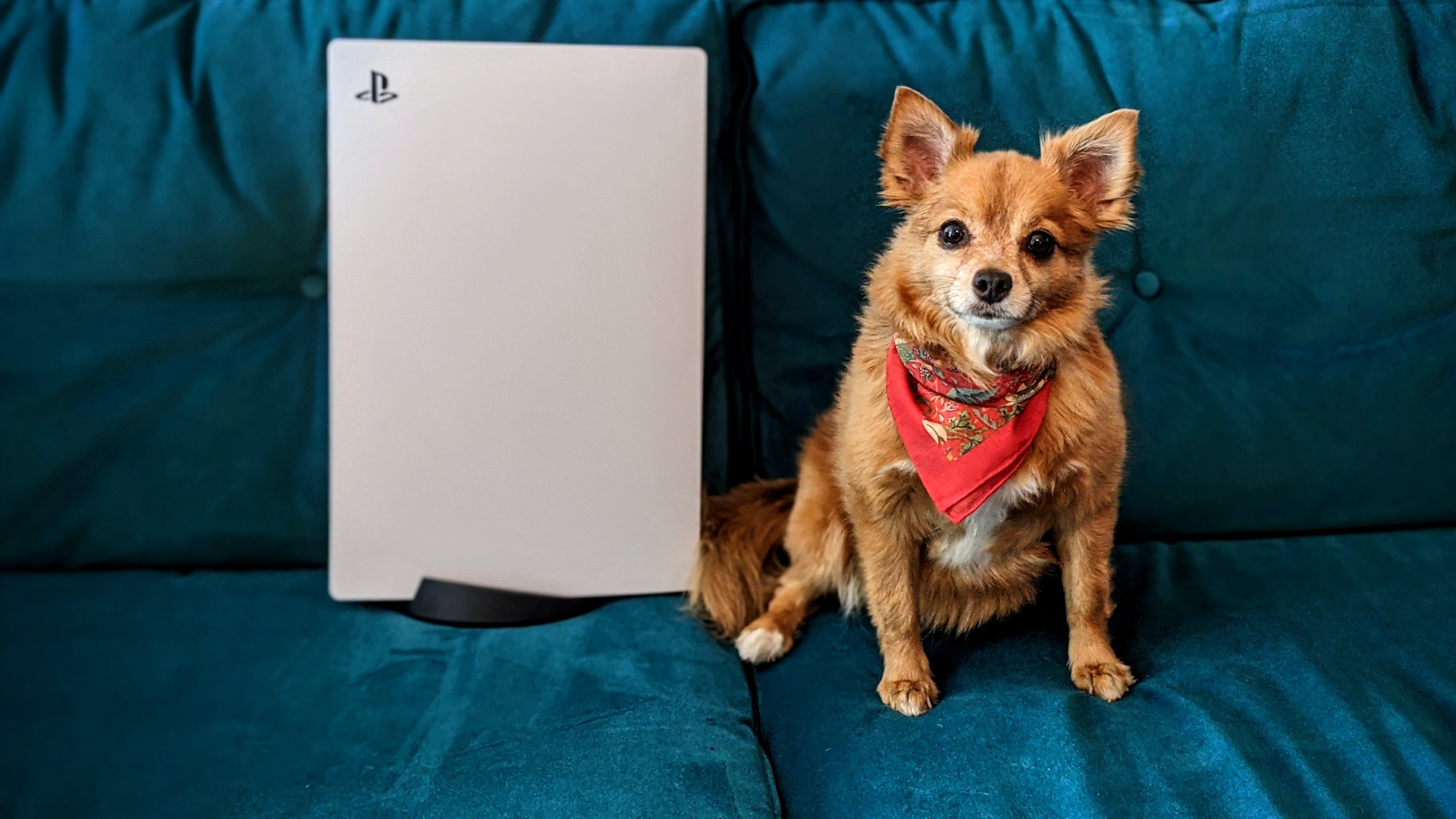 ps5 news headlines - dog sitting next to a ps5