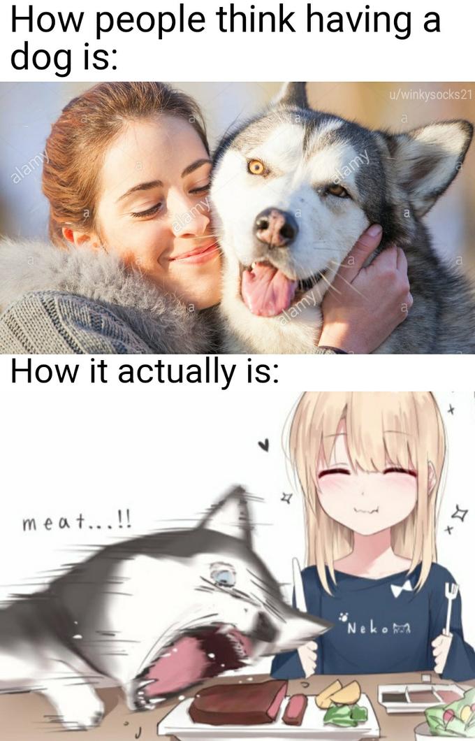 anime girl and husky - How people think having a dog is uwinkysocks21 alamy alamy elamy How it actually is meat...!! x Nekom