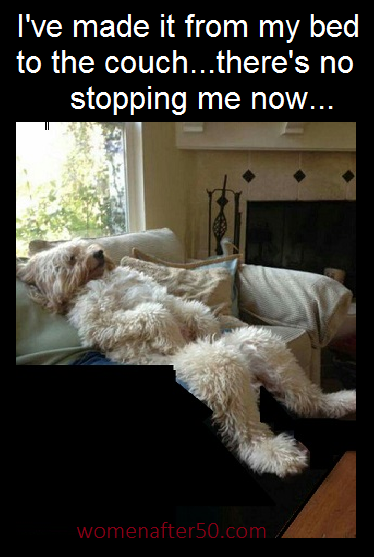 goldendoodle acting like humans - I've made it from my bed to the couch...there's no stopping me now... womenafter 50.com