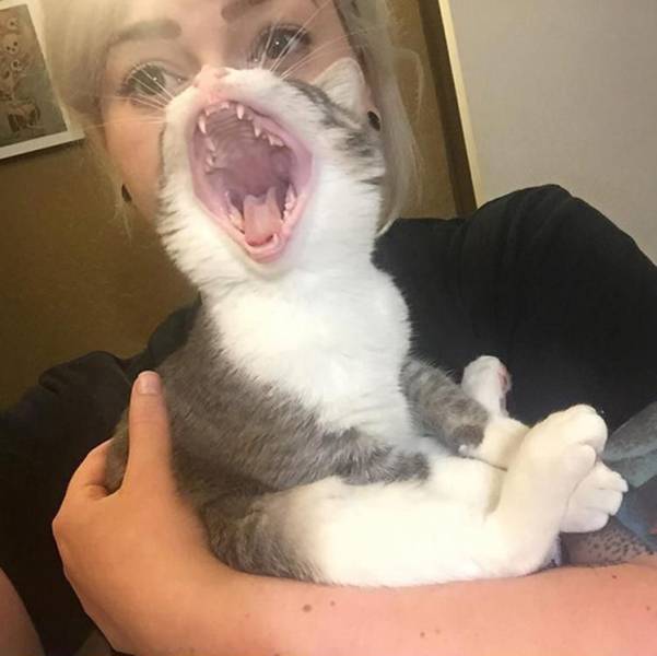 random photos and cool pics - funny cat pics taken at the right time