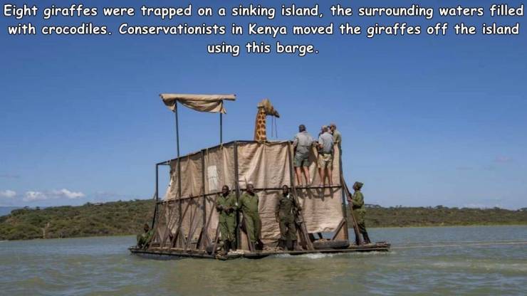 random photos and cool pics - water transportation - Eight giraffes were trapped on a sinking island, the surrounding waters filled with crocodiles. Conservationists in Kenya moved the giraffes off the island using this barge.