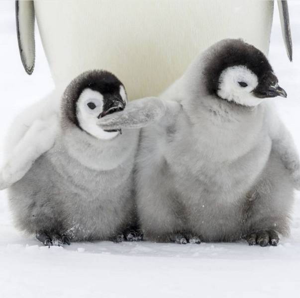 random photos and cool pics - penguin poem