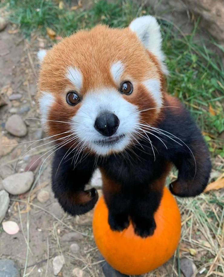 random photos and cool pics - red panda