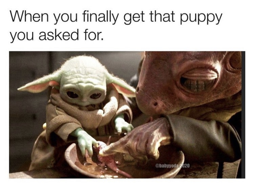 funny memes - mandalorian baby yoda - When you finally get that puppy you asked for. .2020