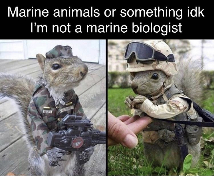 funny memes - squirrel soldier - Marine animals or something idk I'm not a marine biologist