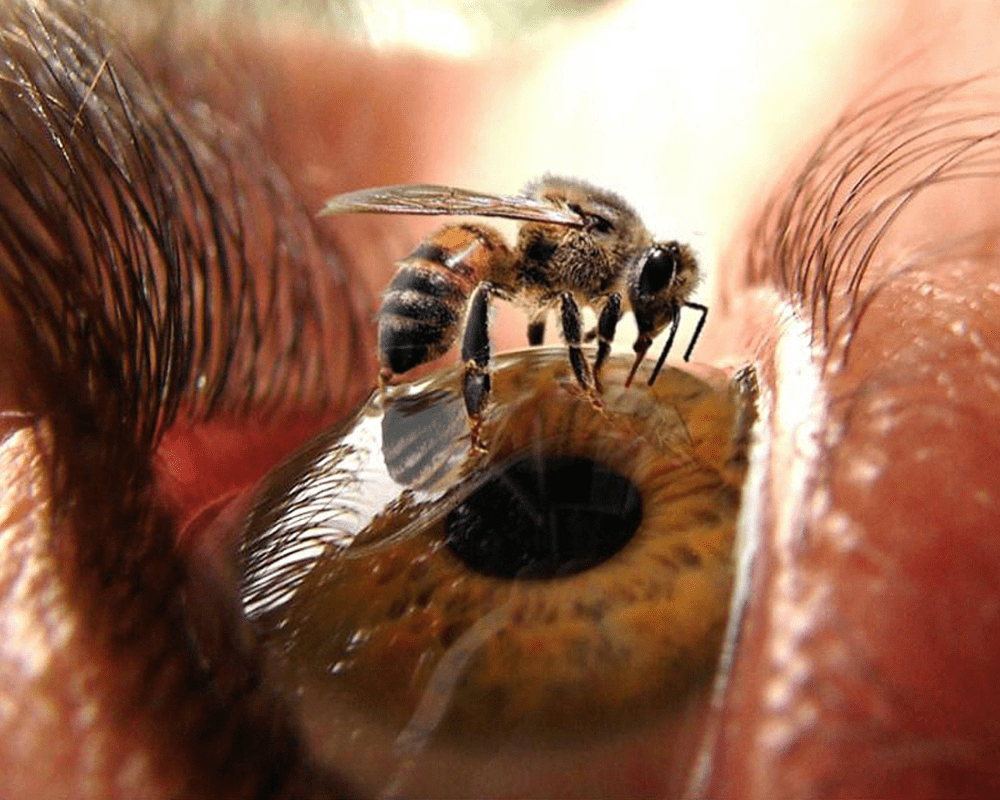 bee on eye