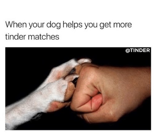 teamwork-memes-your dog doesn t bark meme - When your dog helps you get more tinder matches